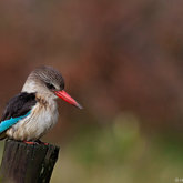  Kingfisher waiting...