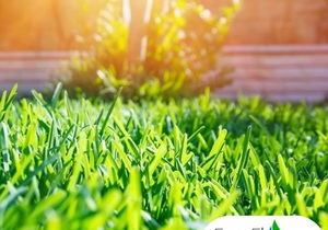 Summer Garden Care: Irrigation System