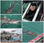 Daily Blog: 15 January 2023 | Shark Cage Diving in South Africa