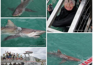 Daily Blog: 15 January 2023 | Shark Cage Diving in South Africa