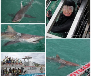 Daily Blog: 15 January 2023 | Shark Cage Diving in South Africa