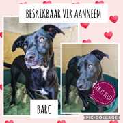 Up for Adoption: Belly