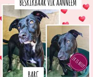 Up for Adoption: Belly