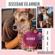 Up for Adoption: Bonnie