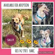Up for Adoption: Sally