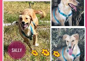 Up for Adoption: Sally