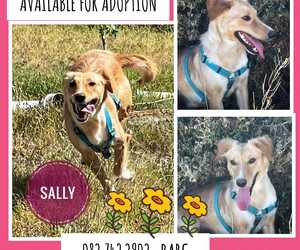 Up for Adoption: Sally