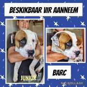 Up for Adoption: Junior