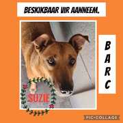 Up for Adoption: Suzie