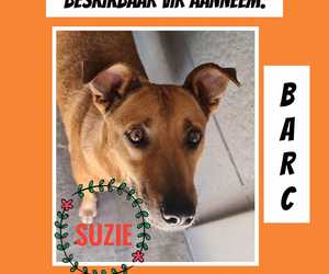 Up for Adoption: Suzie
