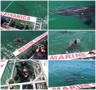 Daily Blog: 23 January 2023 | Shark Cage Diving in South Africa