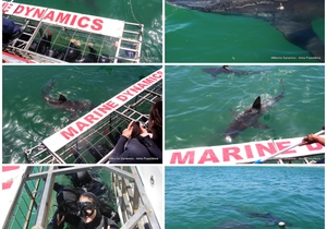 Daily Blog: 23 January 2023 | Shark Cage Diving in South Africa