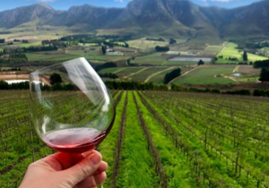 Happy Birthday to South African Wine!