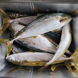 fishing_9__1674721397