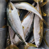 Fishing Charter - Awesome Charters - Xplorio™ L'Agulhas