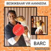 Up for Adoption: Lizzy