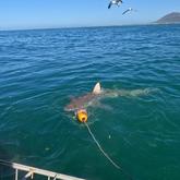 Shark Trip - White Shark Projects - Xplorio™ Gansbaai