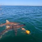 Shark Trip - White Shark Projects - Xplorio™ Gansbaai