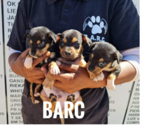 Puppies up for Adoption