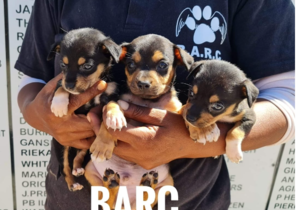 Puppies up for Adoption