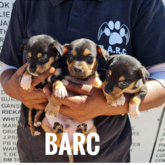 Puppies at BARC Animal Welfare - Gansbaai - Xplorio™ Gansbaai