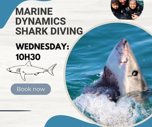 Shark Cage Diving Trip for Wednesday 1 February 2023