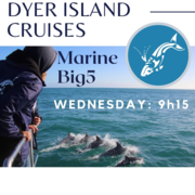 Dyer Island Cruises Whale & Marine Trip for Wednesday 1 February 2023