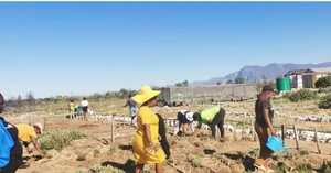 Landscaping in Stanford