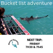 Next Marine Dynamics Shark Cage Diving Trip: 03 February 2023