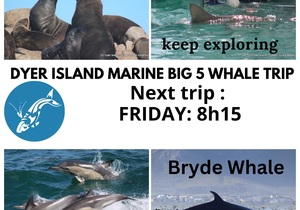Next Dyer Island Marine Big 5 Tour: 03 February 2023