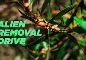 Alien Vegetation Hacks / Removal