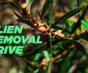 Alien Vegetation Hacks / Removal