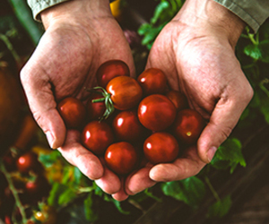 Keep Fruits and Vegetables Fresh Longer