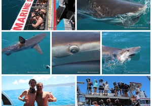 Daily Blog: 01 February 2023 | Shark Cage Diving in South Africa