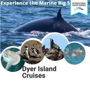 Next Dyer Island Marine Big 5 Tour: 04 February 2023