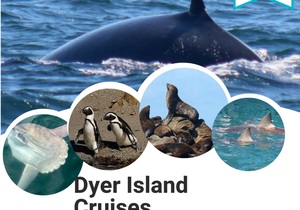 Next Dyer Island Marine Big 5 Tour: 04 February 2023