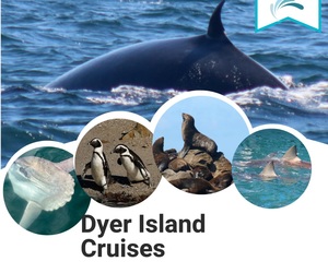 Next Dyer Island Marine Big 5 Tour: 04 February 2023