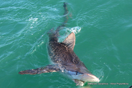 Next Marine Dynamics Shark Cage Diving Trip: 07 February 2023