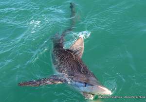 Next Marine Dynamics Shark Cage Diving Trip: 07 February 2023