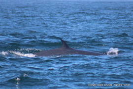 Next Dyer Island Marine Big 5 Tour: 08 February 2023