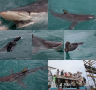 Daily Blog: 07 February 2023 | Shark Cage Diving in South Africa