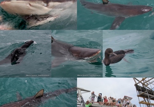 Daily Blog: 07 February 2023 | Shark Cage Diving in South Africa