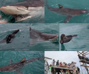 Daily Blog: 07 February 2023 | Shark Cage Diving in South Africa