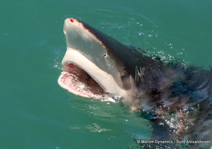 Next Marine Dynamics Shark Cage Diving Trip: 11 February 2023