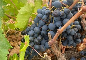 Sugar and Spice - Harvest 2023