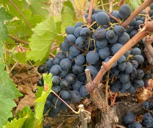 Sugar and Spice - Harvest 2023