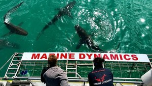Next Marine Dynamics Shark Cage Diving Trip: 14 February 2023