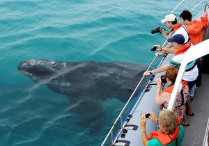 Next Dyer Island Marine Big 5 Tour: 14 February 2023