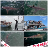 Daily Blog: 13 February 2023 | Shark Cage Diving in South Africa