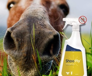 Shoo-Fly Spray for Dogs and Horses - Fly Repellent